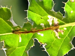 Scrobipalpa acuminatella