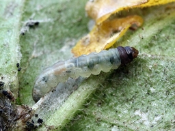 Scrobipalpa costella