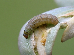 Scrobipalpa instabilella