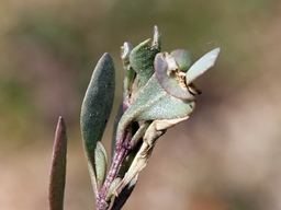 Avril 2019 (Côtes d'Armor)