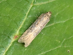 Mai 2025 (Côtes d'Armor)