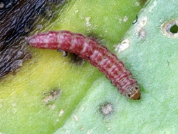 Scrobipalpa ocellatella