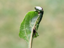 Scrobipalpa ocellatella