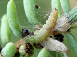 Scrobipalpa suaedella