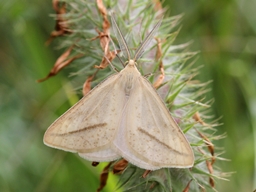Juin 2016 (Ardèche)