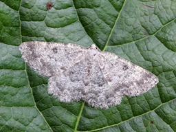 Mai 2013 (Ariège)