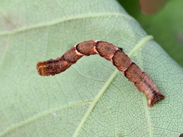 Cyclophora punctaria