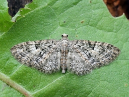 Mai 2016 (Côtes d'Armor)