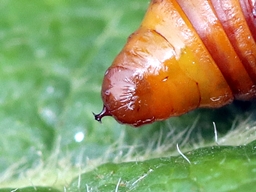 Juillet 2024 (Côtes d'Armor)