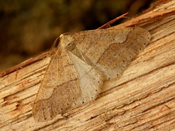 Mars 2011 (Côtes d'Armor)