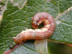 Septembre 2005 (Pyrénées-Atlantiques)