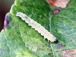 Callisto denticulella