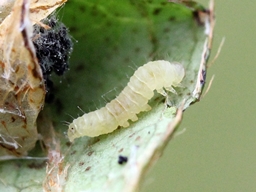 Caloptilia azaleella