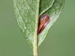 Caloptilia azaleella