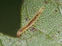 Caloptilia rufipennella