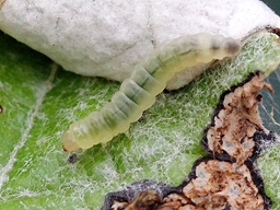 Caloptilia stigmatella