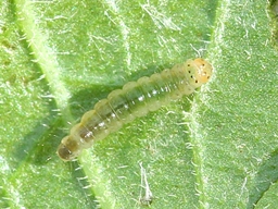 Calybites phasianipennella