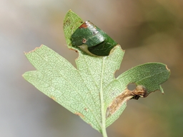 Parornix anglicella