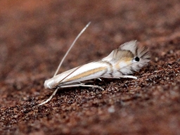 Phyllocnistis ramulicola