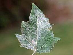 Phyllocnistis xenia