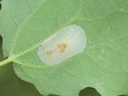 Phyllonorycter hilarella