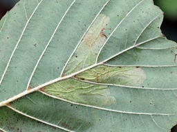 Phyllonorycter klemannella