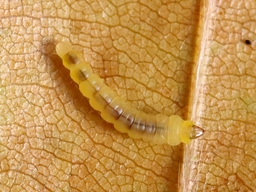 Novembre 2025 (Côtes d'Armor)