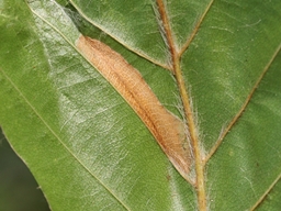 Phyllonorycter maestingella