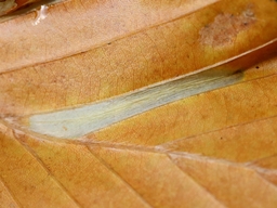 Novembre 2025 (Côtes d'Armor)