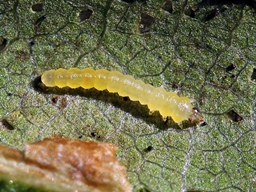 Phyllonorycter messaniella