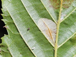 Phyllonorycter messaniella