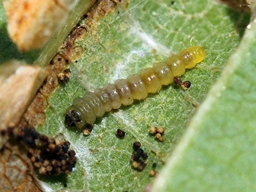 Phyllonorycter nicellii