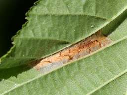 Phyllonorycter nicellii