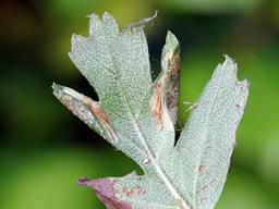 Phyllonorycter oxyacanthae