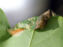 Phyllonorycter platani