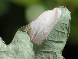 Phyllonorycter quercifoliella