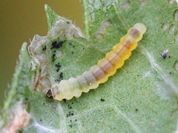 Phyllonorycter schreberella