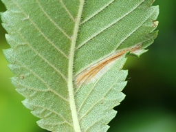 Phyllonorycter schreberella