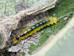 Phyllonorycter sorbi