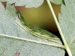 Phyllonorycter sorbi