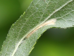Phyllonorycter spinicolella