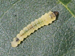 Phyllonorycter stettinensis