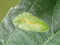 Phyllonorycter stettinensis