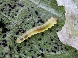 Phyllonorycter trifasciella