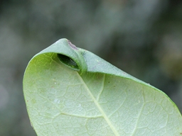 Phyllonorycter trifasciella