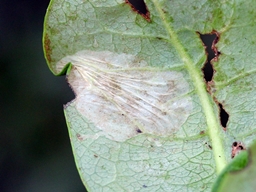 Phyllonorycter trifasciella