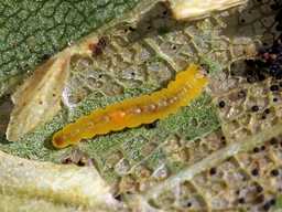 Phyllonorycter ulmifoliella