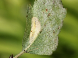 Phyllonorycter ulmifoliella