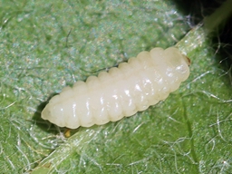 Juin 2025 (Ardèche)