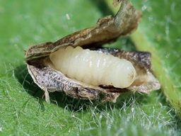 Juin 2025 (Ardèche)